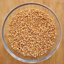 Wheatgrass Seeds / Grain- Grow