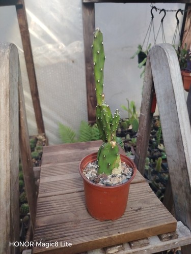 Opuntia elata paraguayensis - opuntia,