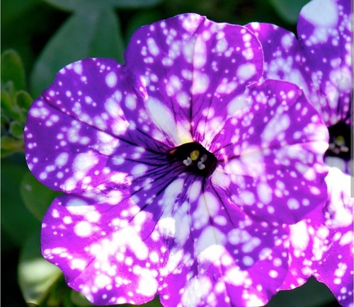 Stunning starry night - stunning, petunia
