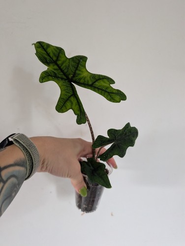 Alocasia jacklyn houseplant - alocasia,