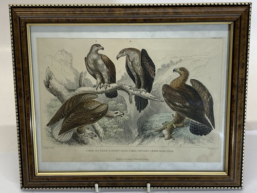 Great sea eagle golden - golden,