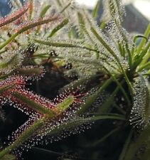 Cape Sundew SEEDS - Carnivorous house plant Drosera capensis  white+red mix 55+