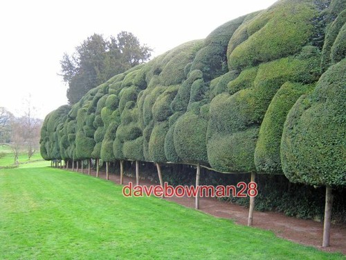 Photo cloud pruned yew old - photo, cloud-pruned