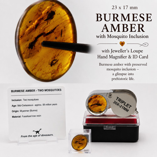 Burmese amber mosquito - burmese,