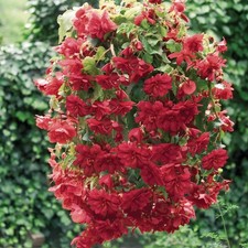 6 Trailing Begonia Ilumination