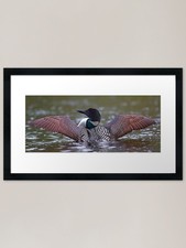 Loon Stretch - Common Loon