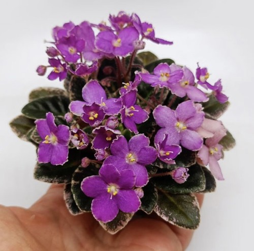 African violet curlina 2 - violet,