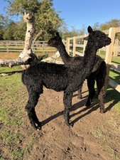 Dobby's Black Suri Alpaca