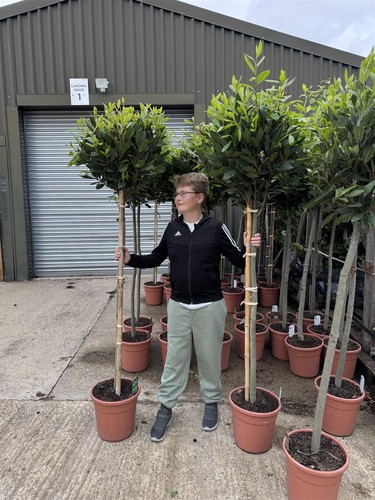 Extra large laurus - extra, nobilis