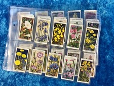 Will's Wild Flowers A Series