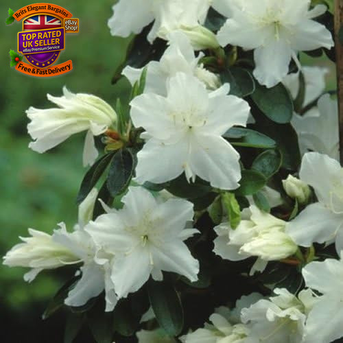 Azalea geisha white - x, 'geisha