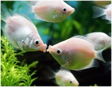 4-Pack Pink Kissing Gourami