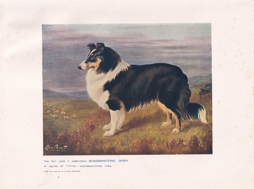 Collie dog antique art - collie,
