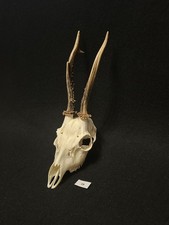 Roe deer horns. Antlers