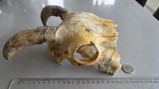 VINT REAL N.IRISH SHEEP SKULL