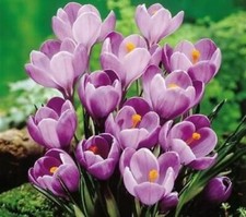 50 x Large Flowering PURPLE CROCUS - REMEMBRANCE Spring Garden BULBS