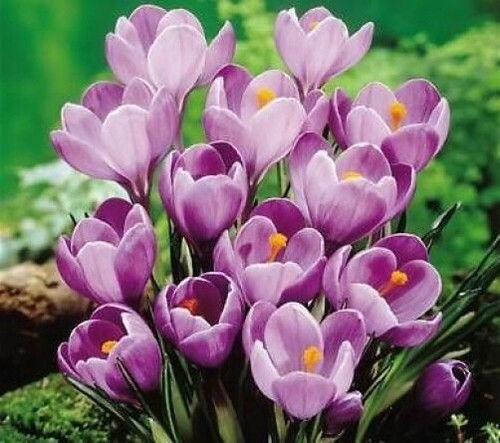 Large flowering purple - x,