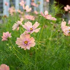 Cosmos Apricotta Unique