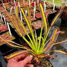 Carnivorous Drosera capensis - Giant Form, Franschoek