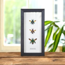 Jewel Beetle Trio in Box Frame