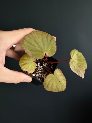 Begonia ozotothrix rare - begonia,