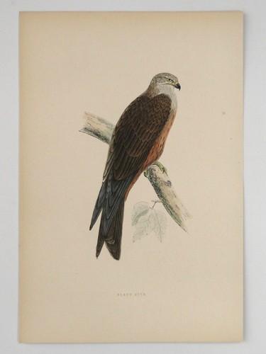 Black kite british bird - kite,
