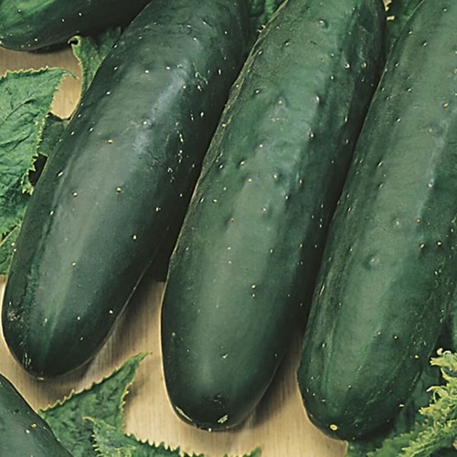 Marketmore cucumber plug - marketmore,