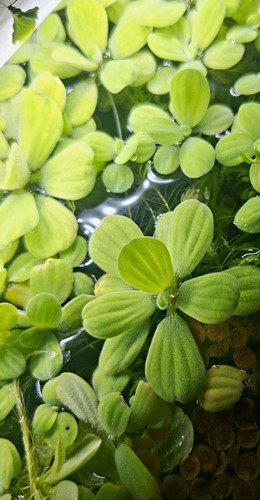 Water lettuce floating - 6,