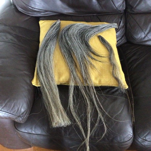 Small grey mane - ,