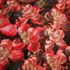 Sedum Blood Red Voodoo Species Succulent Seeds - 50 Flower Rock Garden Seeds