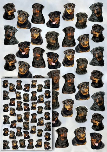 Rottweiler dog gift - rottweiler, wrapping
