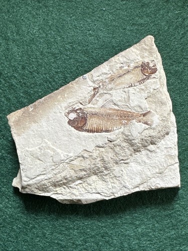 Knightia fish fossil plate - plate, 2