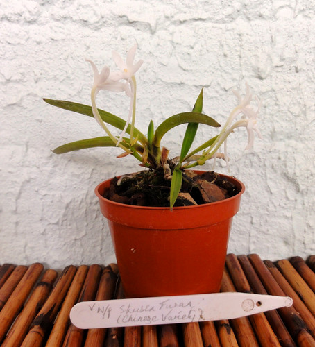 Neofinetia falcata vanda - -,