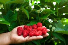 Giant Raspberry Viable Seeds - Garden Fruit Plant - Sweet and Juicy - UK Stock