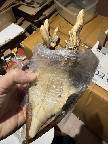 Malformed roe skull shield - malformed,