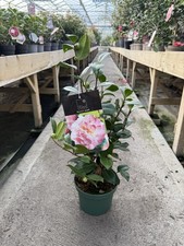 Camellia ‘nuccio’s