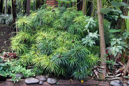Umbrella plant cyperus - plant,