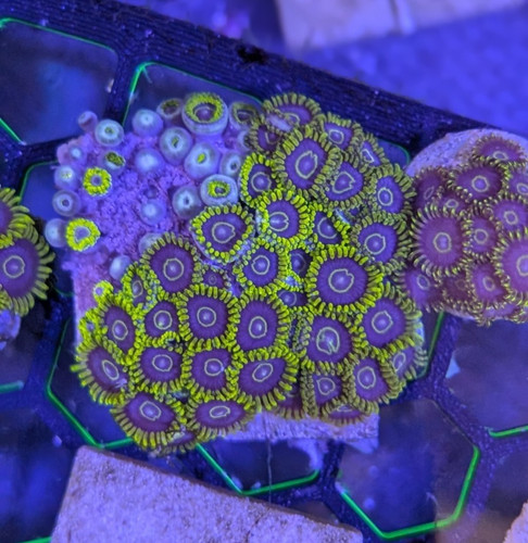Wysiwyg aqua cultured purple - aqua-cultured,