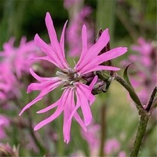Ragged robin wild flower - wild,