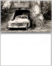 RPPC Chandelier Tree Redwood