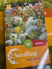 Dahlia Cactus x 10 Tubers -