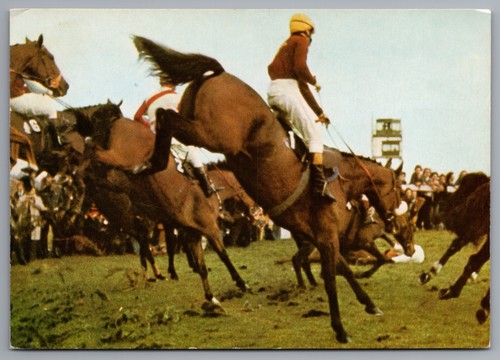 Horse racing jockeys horses - horse,