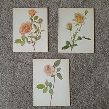 3 Original Vintage 1965 Rose