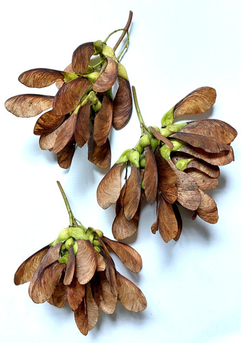 Pcs sycamore tree - tree, seeds