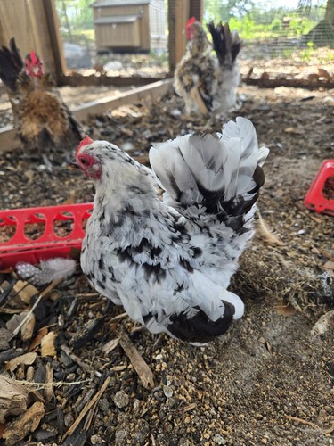 Serama hatching eggs - serama,