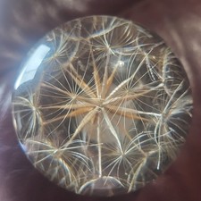 Hafod grange dandelion - dandelion, flower