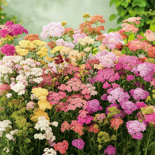 Achillea colorado plug - colorado|,