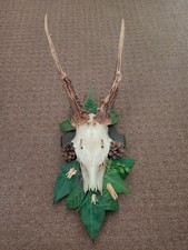 Roe Deer Skull and Antlers