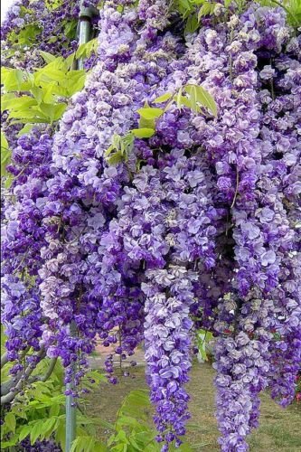 Chinese wisteria tree grow - wisteria,