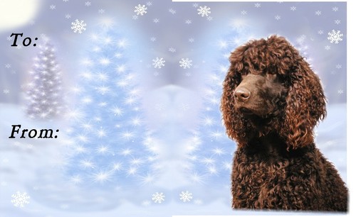 Irish water spaniel christmas - irish,